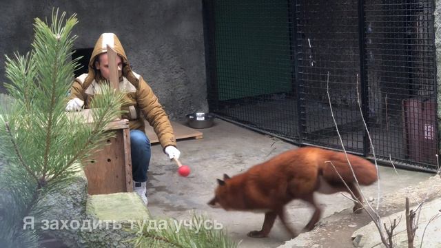 Московский Зоопарк. Обучение Обыкновенная Лисица Ричи, Обучение .Moscow Zoo , Training смотреть онлайн