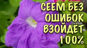 БЕЗ ЛИШНИХ ЗАМОРОЧЕК! ПРОСТОЙ способ ПОСЕВА ПЕТУНИИ и КАЛИБРАХОА! ВСХОДИТ ВСЕГДА, РАСТЁТ БЫСТРО!