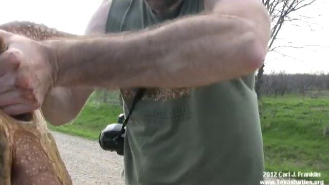 How to properly hold a common snapping turtle смотреть онлайн