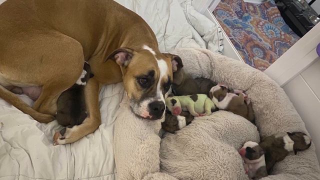 Щенок родился в черном мешочке, когда его высушили он стал зеленым! смотреть онлайн