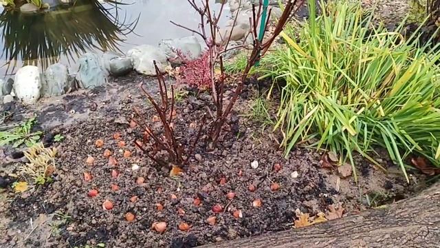 Обзор садовых работ в конце октября в Раевском саду. смотреть онлайн