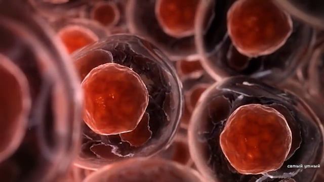 Что такое РАК смотреть онлайн