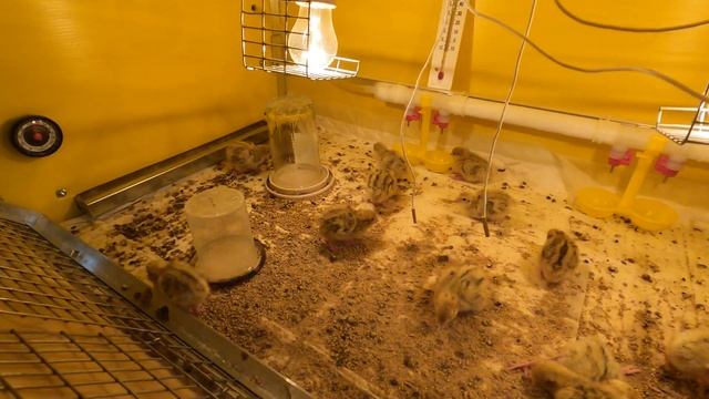 #VLOG 03/01/2021 ЧИХУА , ПТЕНЦЫ , МЕЙН КУН - РЕАКЦИЯ НА РЕБЕНКА#ПИТОМНИКМАРИМИСТИК#куплючихуапродаю смотреть онлайн