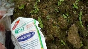 ЧЕМ ОБРАБОТАТЬ ПОЧВУ ПЕРЕД ПОСАДКОЙ РАССАДЫ