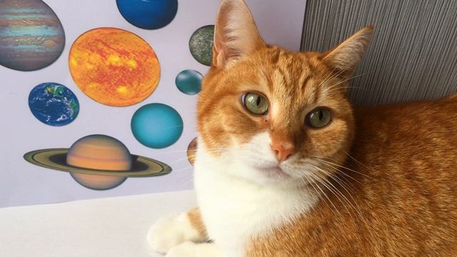 Планеты для детей: изучаем Солнечную Систему! смотреть онлайн