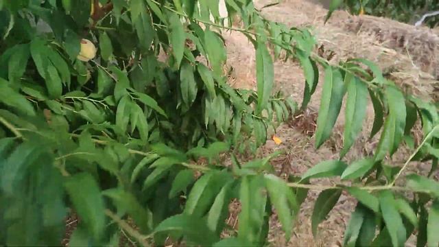 Персик Айс Пич, 05.08.22 Уборка!!! Вывод!!! смотреть онлайн