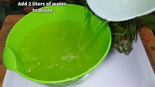 Water this into the Roots and your Orchid will immediately Bloom all year round| Very easy! смотреть онлайн