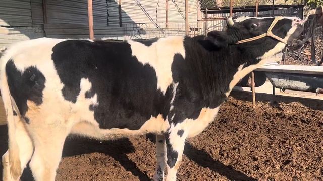 Тоза. Симментал Буқалар Россия. Сигир. 1 . чи. Қорин Б??33-606-00-22 смотреть онлайн