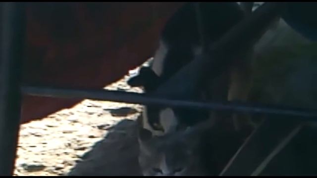 Вязка кота и кошки. Брачные игры