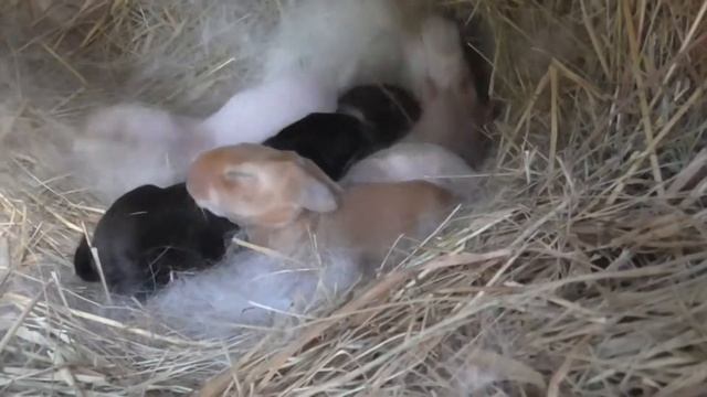 Как узнать что крольчиха кормит крольчат? смотреть онлайн