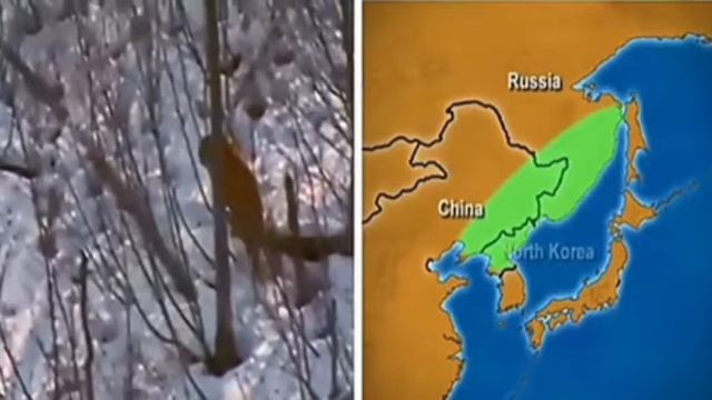 Амурской тигр -самая крупная кошка на планете??