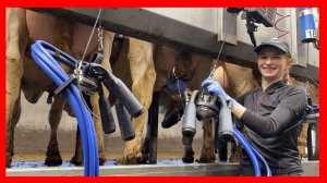 НЕВЕРОЯТНАЯ Коровья ферма по производству Молока!!! Так вот как это происходит!!!!