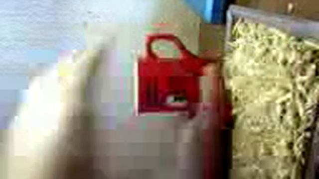 Овес для морской свинки смотреть онлайн