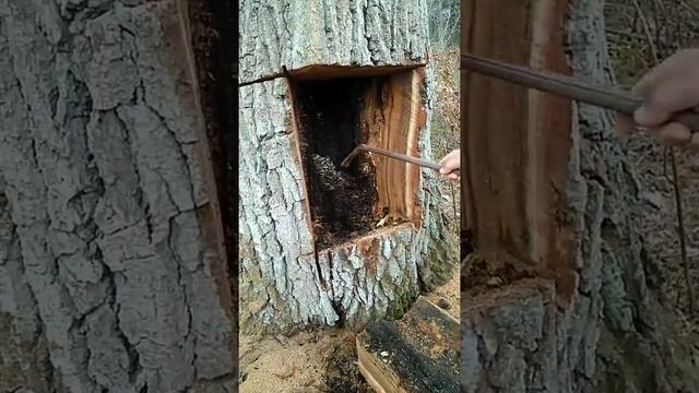 AKS metal detector in work, treasure found in the tree.Металодетектор АКС в работе, поиск сокровищ смотреть онлайн