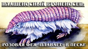 ПЛАЩЕНОСНЫЙ БРОНЕНОСЕЦ: Малоизученная и редкая «розовая фея» | Интересные факты про броненосцев