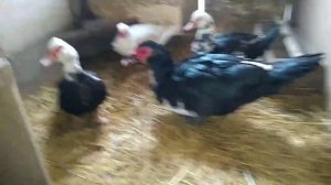 Индоутка села на яйца///сколько под ней яиц?///что с другими утками?///