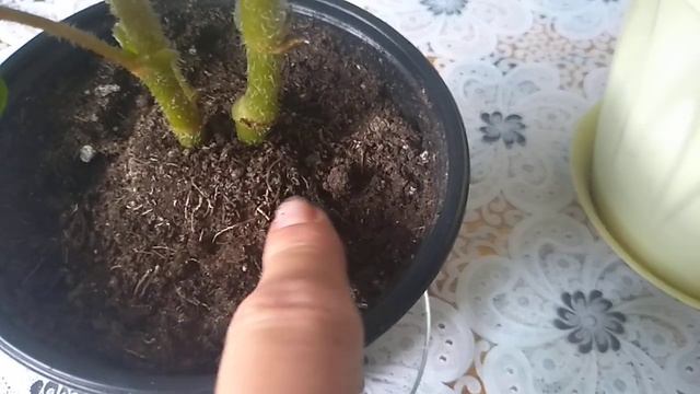 Цветение и черенкование клубневой бегонии. смотреть онлайн