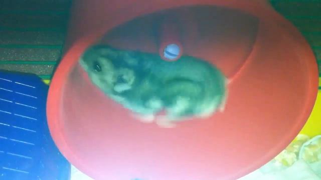 Угарный хомяк смотреть онлайн