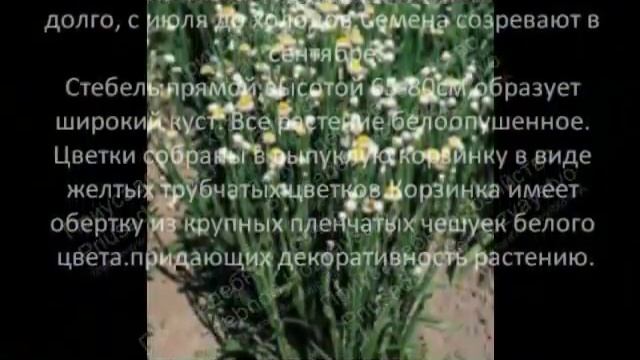 Цветы для вашего сада Аммобиум крылатый крупноцветковый смотреть онлайн