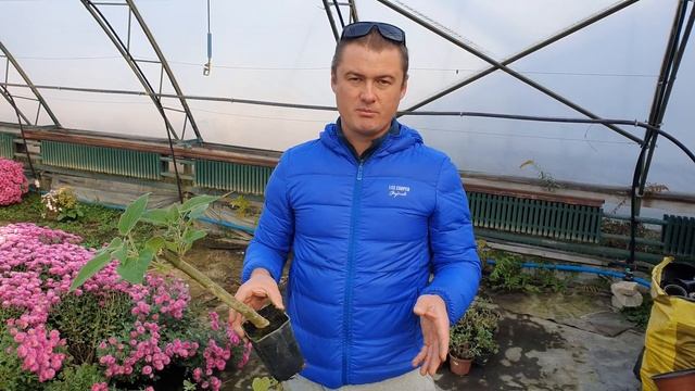 Гибридный саженец Павловнии своими руками! Для чего их стричь? смотреть онлайн