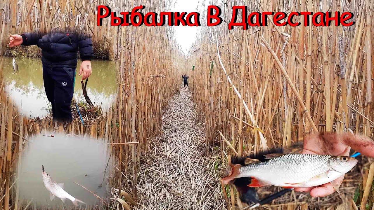 Нашли С Ибрагимом Отличное Места Для Рыбалки - Рыбалка в Дагестане смотреть онлайн