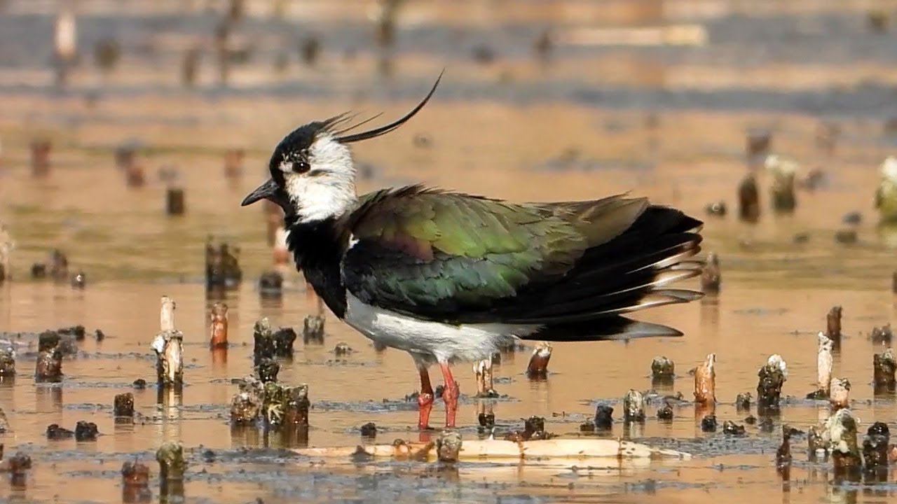 Чибис, Огарь и Ходулочник отдыхают на небольшом пруду смотреть онлайн