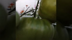 Обзор томатов Сынок , Лимонные полосы Чероки и Дедушка Эшлок .