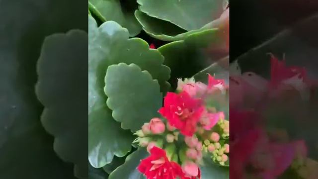 Новое поступление растений в садовые центры