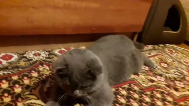 Шотландский Вислоухий Кот 12 месяцев или 1 год смотреть онлайн