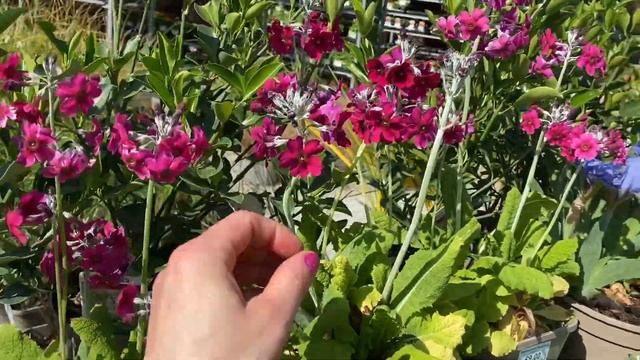 Цветочные Композиции Красивые Клумбы ИДЕИ СОЗДАНИЯ  Весной Flowers Flowerbeds LONDON