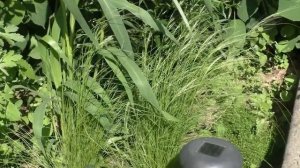 Ковыль в саду. Декоративные злаки и дизайн дачного участка.