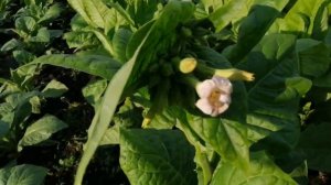 Обзор сортов табака махорки