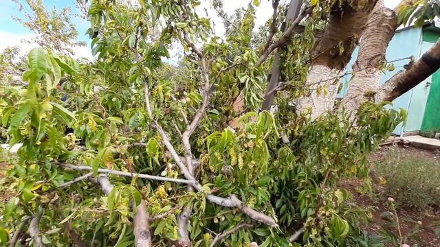 обрезка персика от курчавости смотреть онлайн