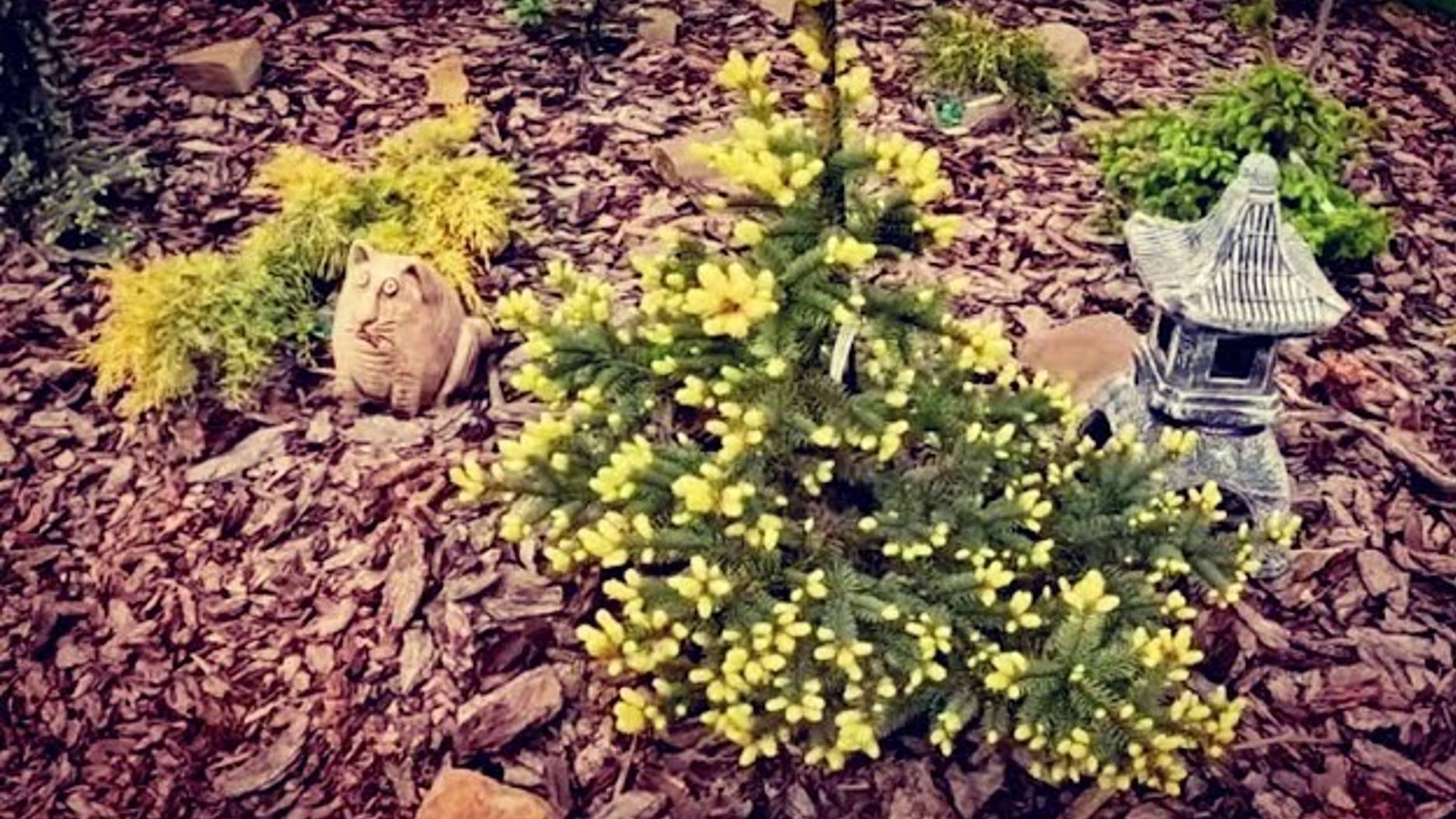 Редкие хвойные🔥 Начало цветения ч.2🌲21.05.2024г смотреть онлайн