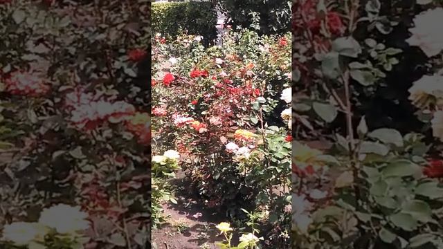 Поздравление с 5-летием Империи Сильнейших Ведьм! смотреть онлайн