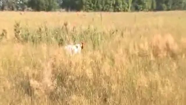 О породе эпаньол бретон смотреть онлайн