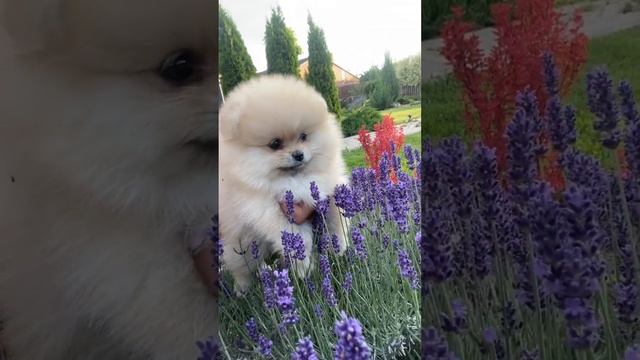 Белый комочек СЧАСТЬЯ. Маленькая белая ПУШИСТАЯ СОБАЧКА. #shorts смотреть онлайн