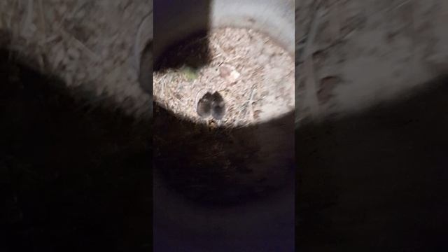 А мне кот не нужен,я сам мышей ловлю. смотреть онлайн