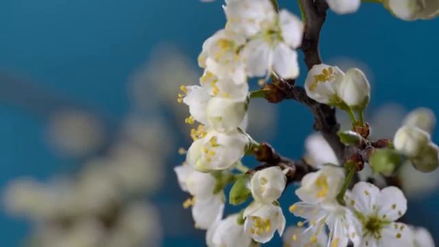 Расслабляющая фортепианная музыка?снять стресс перед сном?лечение бессонницы музыка?исцеление звуко смотреть онлайн