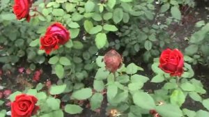 Берлин  Выставка Сады мира