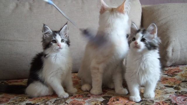 котёнок Мейн кун 4 месяца смотреть онлайн