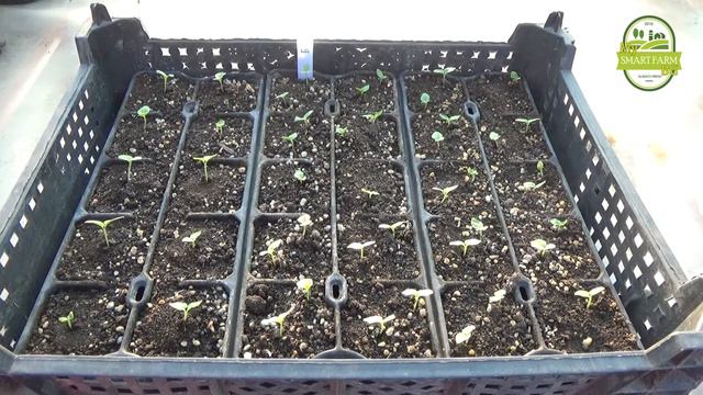 Ето и нашите малки Градинската Ружа