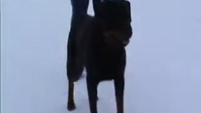 Rottweiler. Priirtyshe Irbis. смотреть онлайн