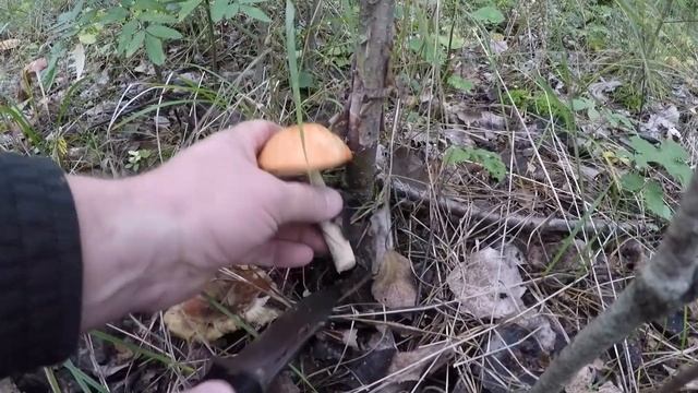 Сентябрь месяц, а грибочки удивляют,радуют, обалденный урожай грибов❗ смотреть онлайн