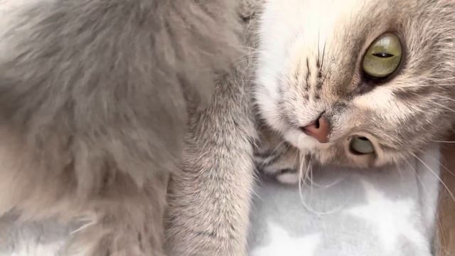 Вот и Барни??Он мой любимый Отрада?Котята скоро 1 месяц?Гуляю везде красота Olga Kirchgessner смотреть онлайн