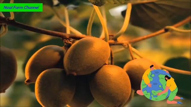 Как собирают урожай киви в Новой Зеландии смотреть онлайн