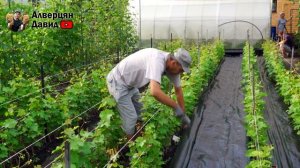 Агроткань от сорняков, чистый виноград!