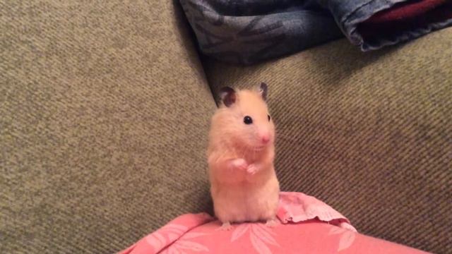 Мой хомяк смотреть онлайн