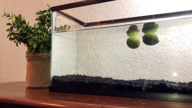 Will Limes Float? - Fruit Edition смотреть онлайн