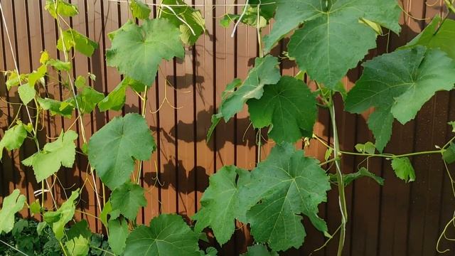 Виноград первые гроздья. Какой сорт винограда у нас? Июль 2021 смотреть онлайн